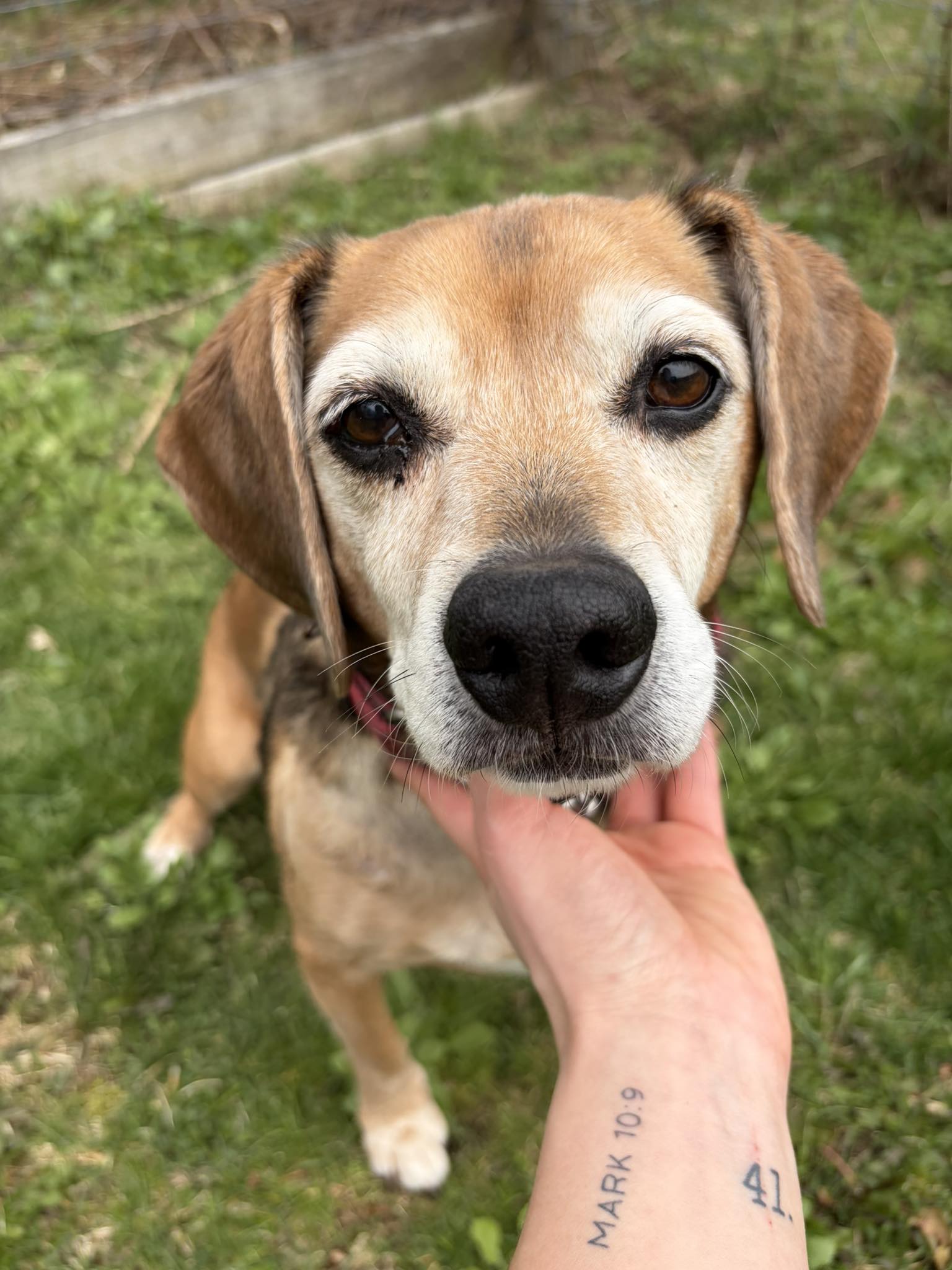 Teacher’s Pet Employee Asks Public for Funds for Family-Friendly, Cozy Dog “Meet n’ Greet” Shed