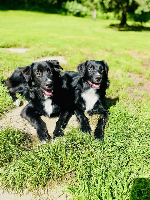 Volunteer Dog Training Effort Aims to Strengthen Community, Support Veterans, and Boost Adoption Rates