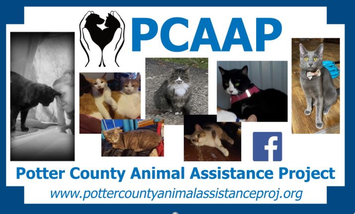 Local Volunteer Battles “Kitten Season” Surge While Building Lifelines for Pets and People