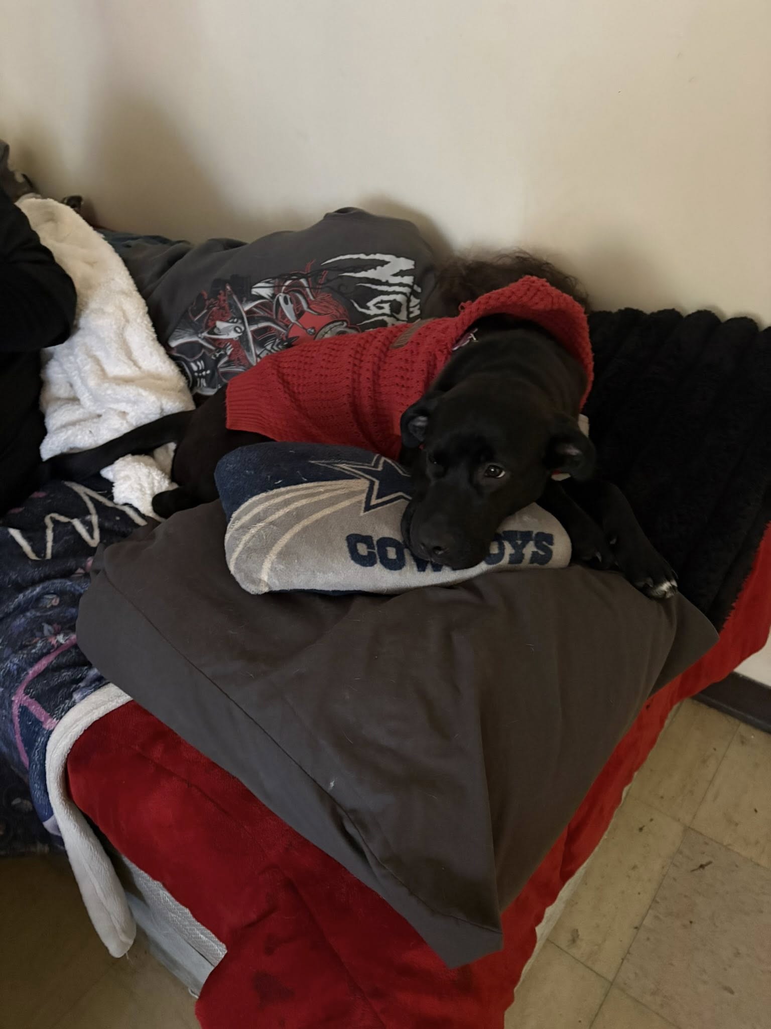 DOES ANYBODY HAVE ROOM IN THEIR HOME FOR THIS BEAUTIFUL, TRAINED, VACCINATED PUPPY?