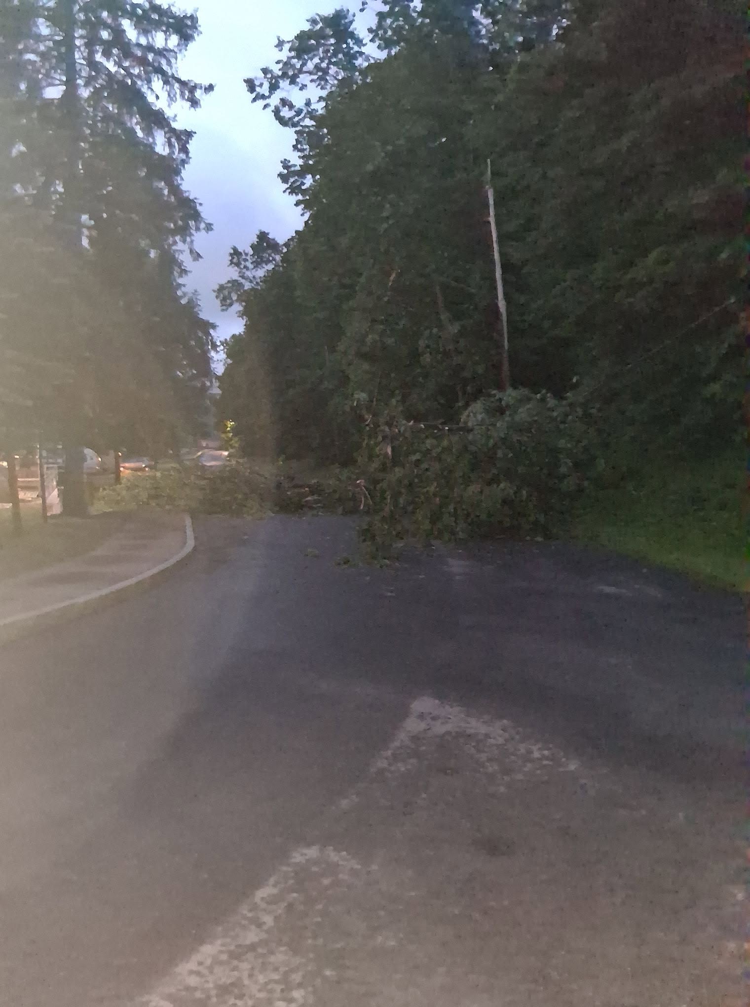 Tree Down with Wires
