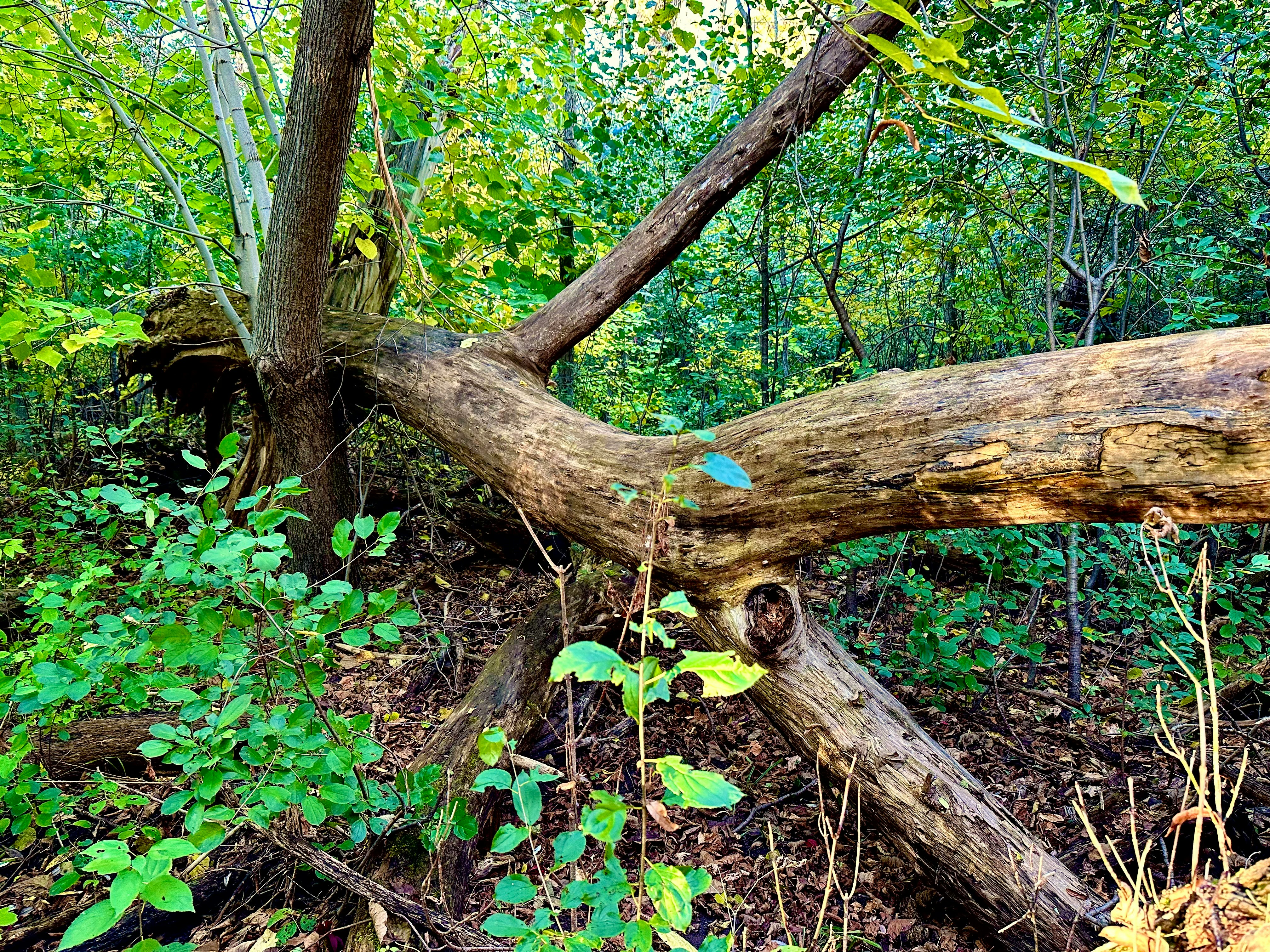 CHERRY SPRINGS ROAD–TREE DOWN